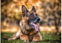 Maître-chien : quels équipements pour exercer en toute sécurité ?